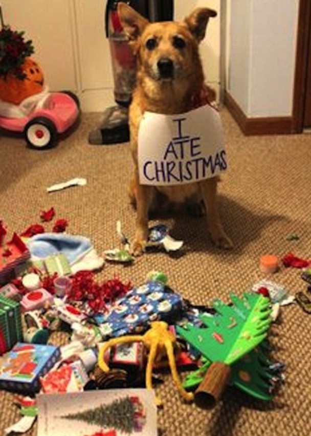 Cats-Dogs-and-Their-Biggest-Enemy-The Christmas-Tree-7