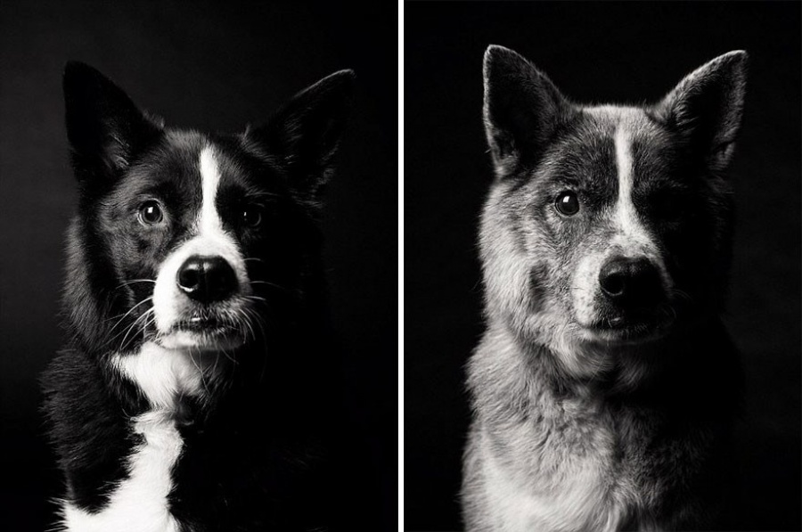 Deeply-Touching-Photography-Project-How-Dogs-Get-Older-10