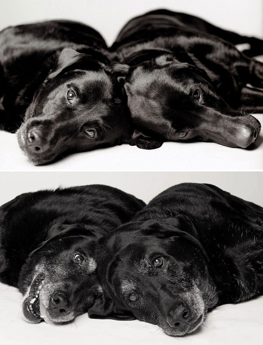 Deeply-Touching-Photography-Project-How-Dogs-Get-Older-13