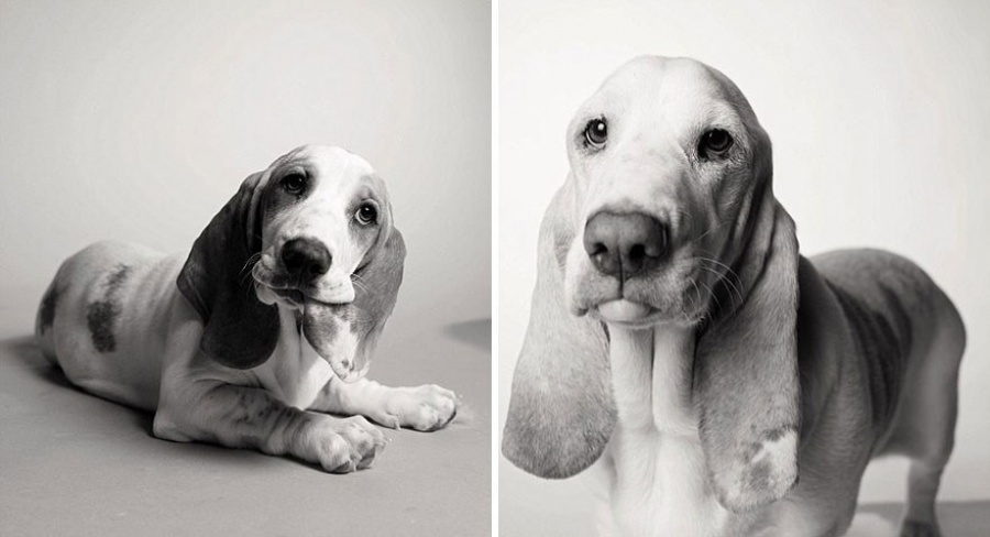 Deeply-Touching-Photography-Project-How-Dogs-Get-Older-3