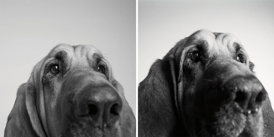 Deeply-Touching-Photography-Project-How-Dogs-Get-Older-5