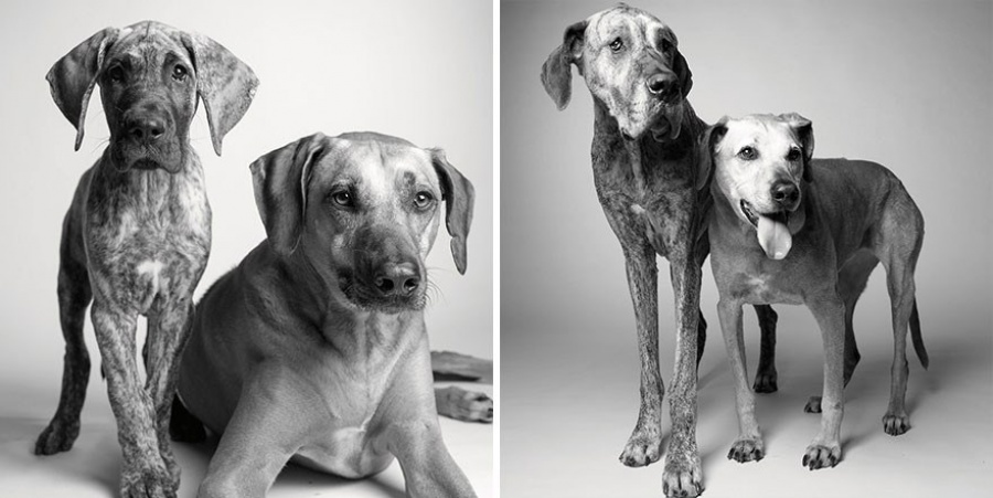 Deeply-Touching-Photography-Project-How-Dogs-Get-Older-6