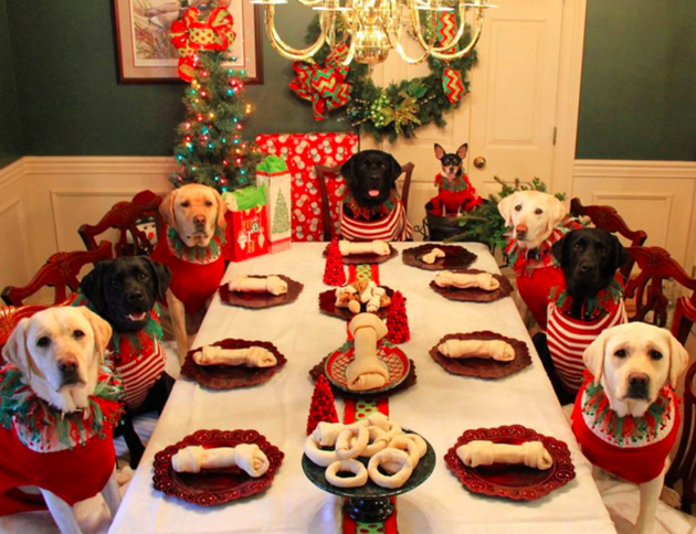 Dog-is-Celebrating-Christmas-with-His-Best-Doggy-Friends-1