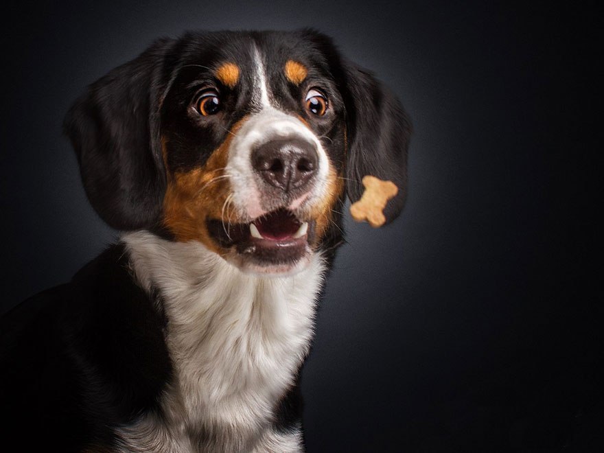 Photographer-Captures-Dog’s-Amazing-Reactions-When-They-See-Food-1