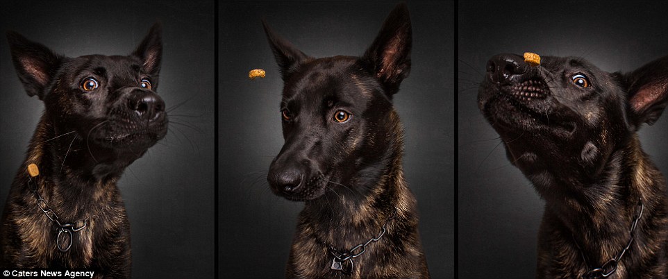 Photographer-Captures-Dog’s-Amazing-Reactions-When-They-See-Food-10