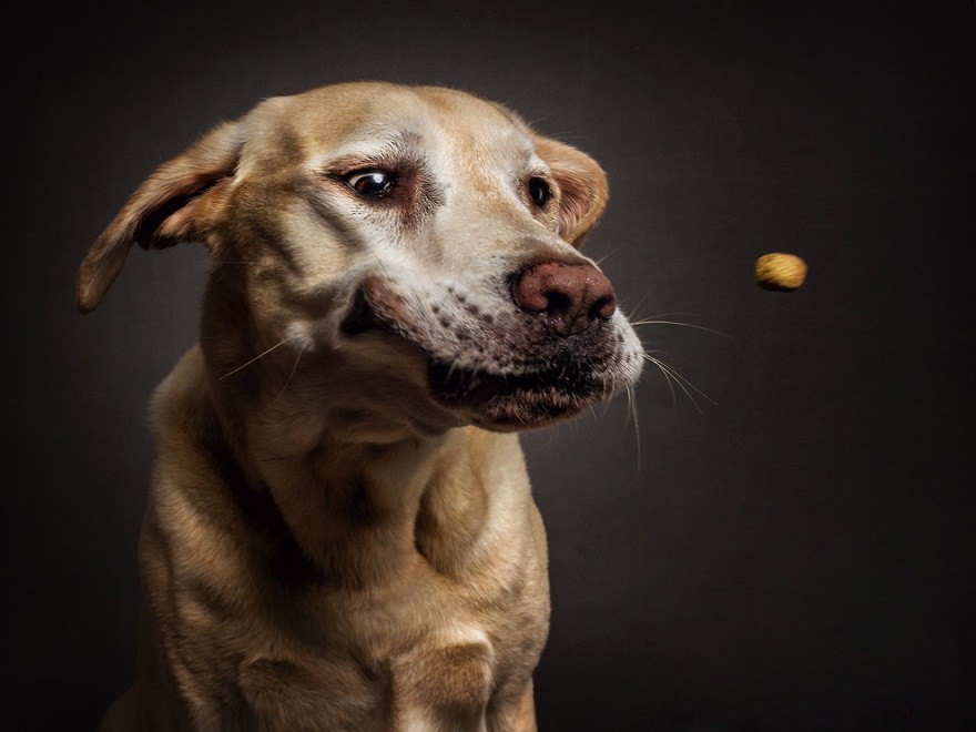 Photographer-Captures-Dog’s-Amazing-Reactions-When-They-See-Food-2