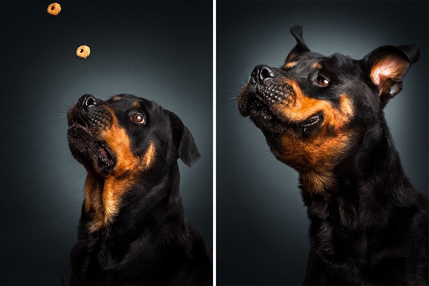Photographer-Captures-Dog’s-Amazing-Reactions-When-They-See-Food-3