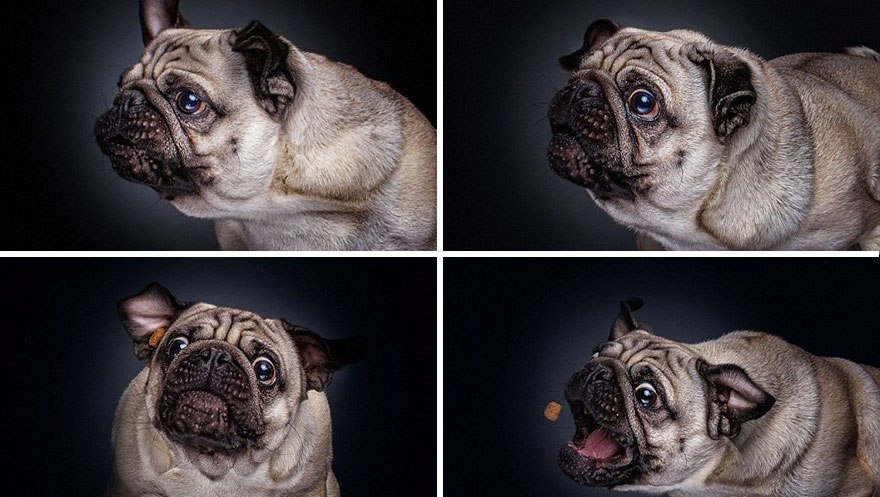 Photographer-Captures-Dog’s-Amazing-Reactions-When-They-See-Food-5