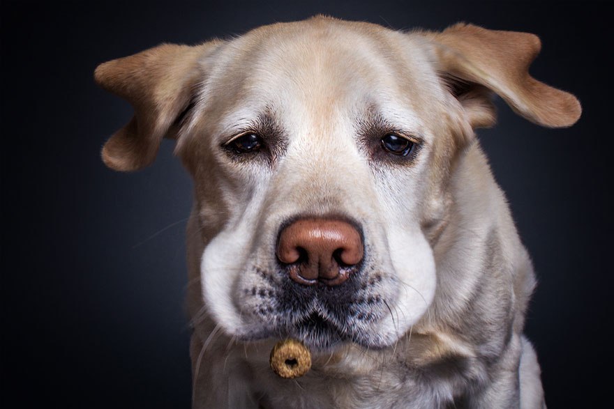 Photographer-Captures-Dog’s-Amazing-Reactions-When-They-See-Food-6