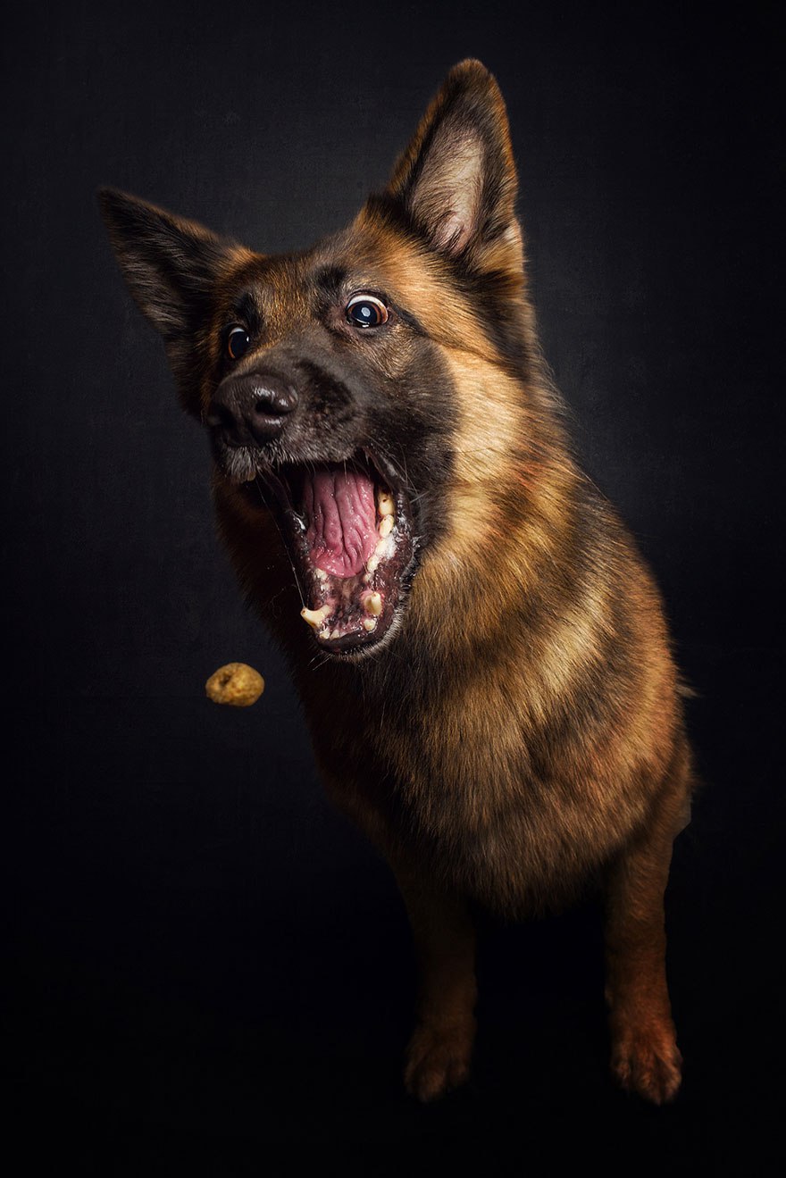 Photographer-Captures-Dog’s-Amazing-Reactions-When-They-See-Food-7