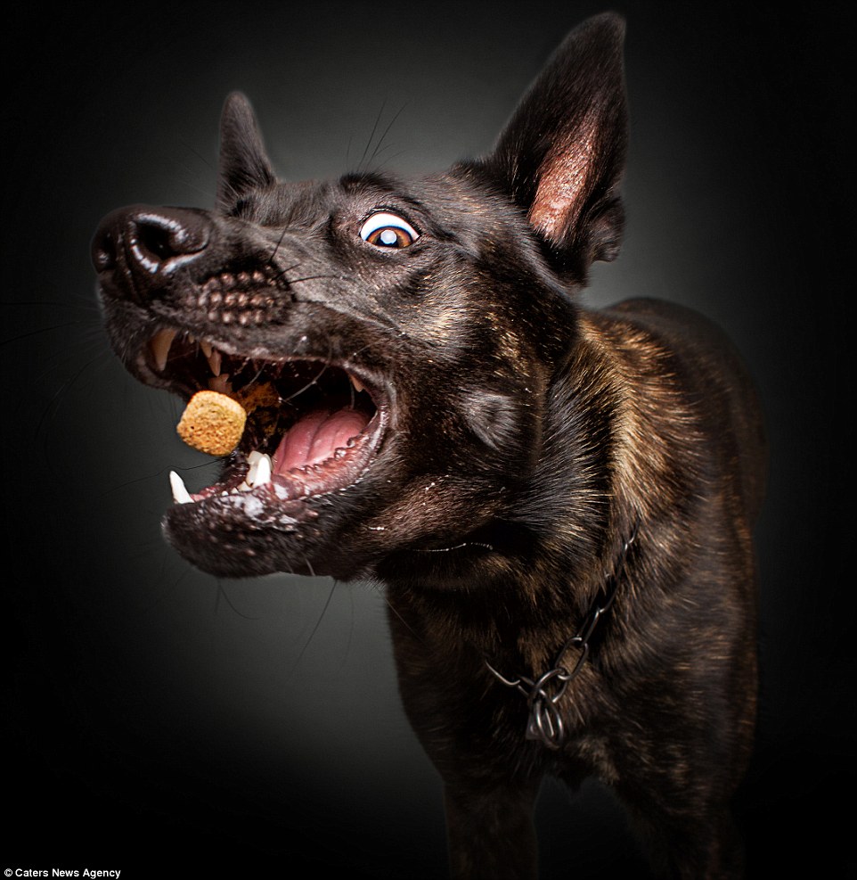 Photographer-Captures-Dog’s-Amazing-Reactions-When-They-See-Food-8