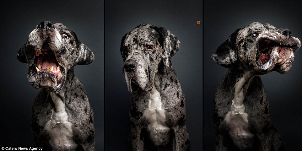 Photographer-Captures-Dog’s-Amazing-Reactions-When-They-See-Food-9