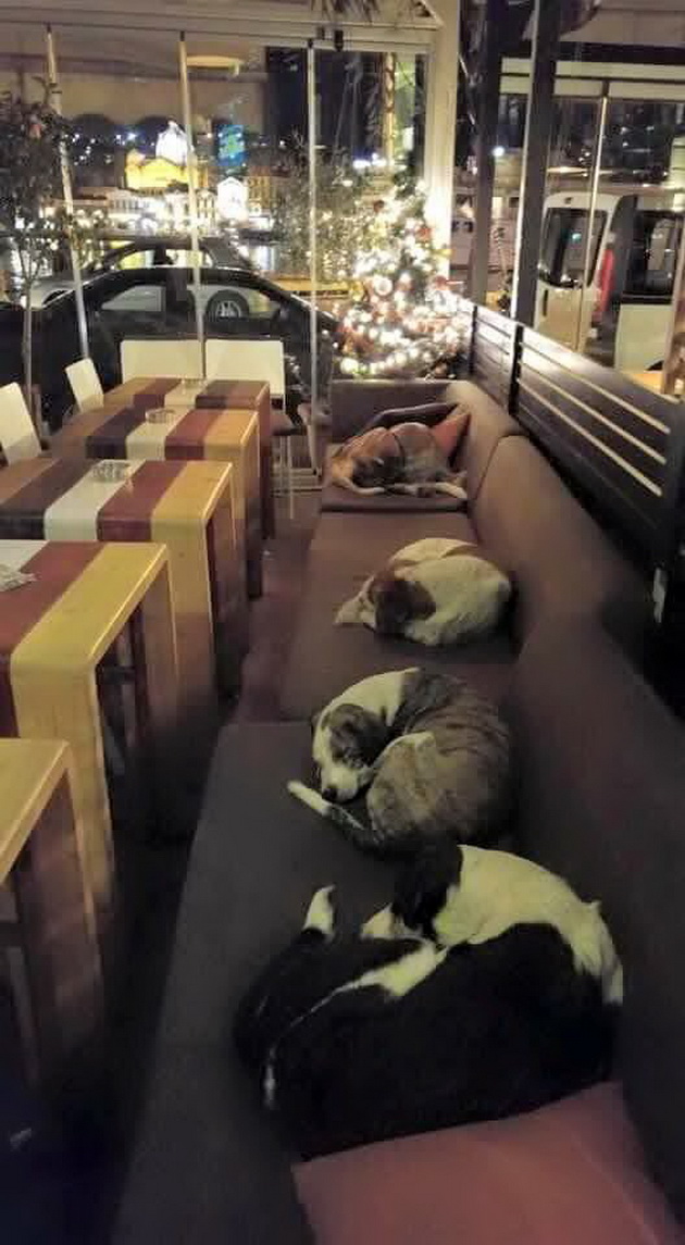 This-Coffee-Shop-Leaves-The-Doors-Open-Every-Night-for-the-Homeless-Dogs-1