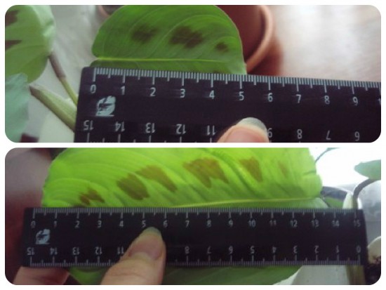 Use-Eggshells-to-Prepare-the-Best-Natural-Fertilizer-and-Revive-Your-Plants-1