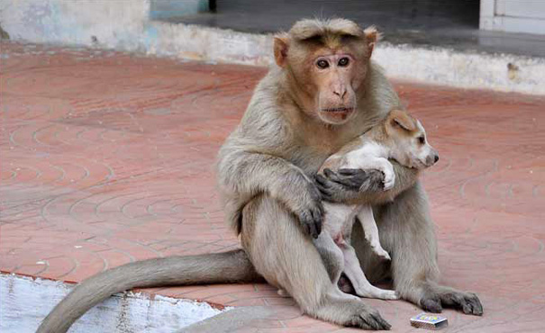 A-Monkey-Adopts-a-Puppy-and-Saves-it-From-Stray-Dogs-1