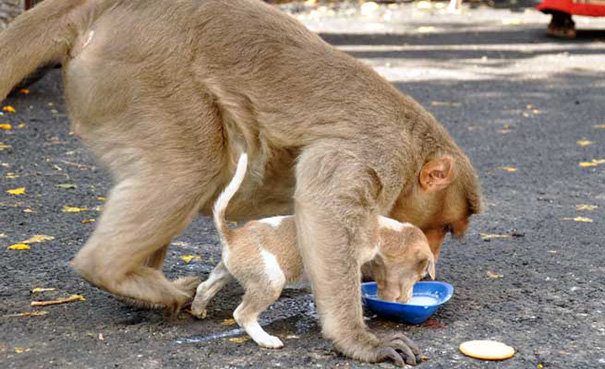 A-Monkey-Adopts-a-Puppy-and-Saves-it-From-Stray-Dogs-3