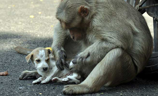 A-Monkey-Adopts-a-Puppy-and-Saves-it-From-Stray-Dogs-5