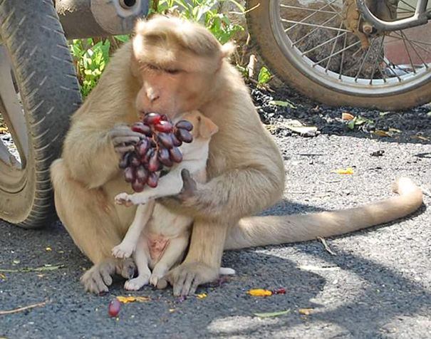 A-Monkey-Adopts-a-Puppy-and-Saves-it-From-Stray-Dogs-7