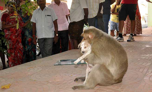 A-Monkey-Adopts-a-Puppy-and-Saves-it-From-Stray-Dogs-8