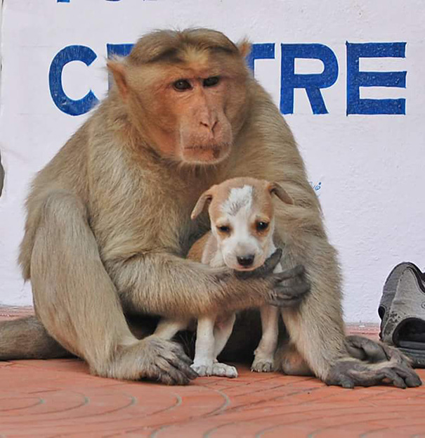 A-Monkey-Adopts-a-Puppy-and-Saves-it-From-Stray-Dogs-9