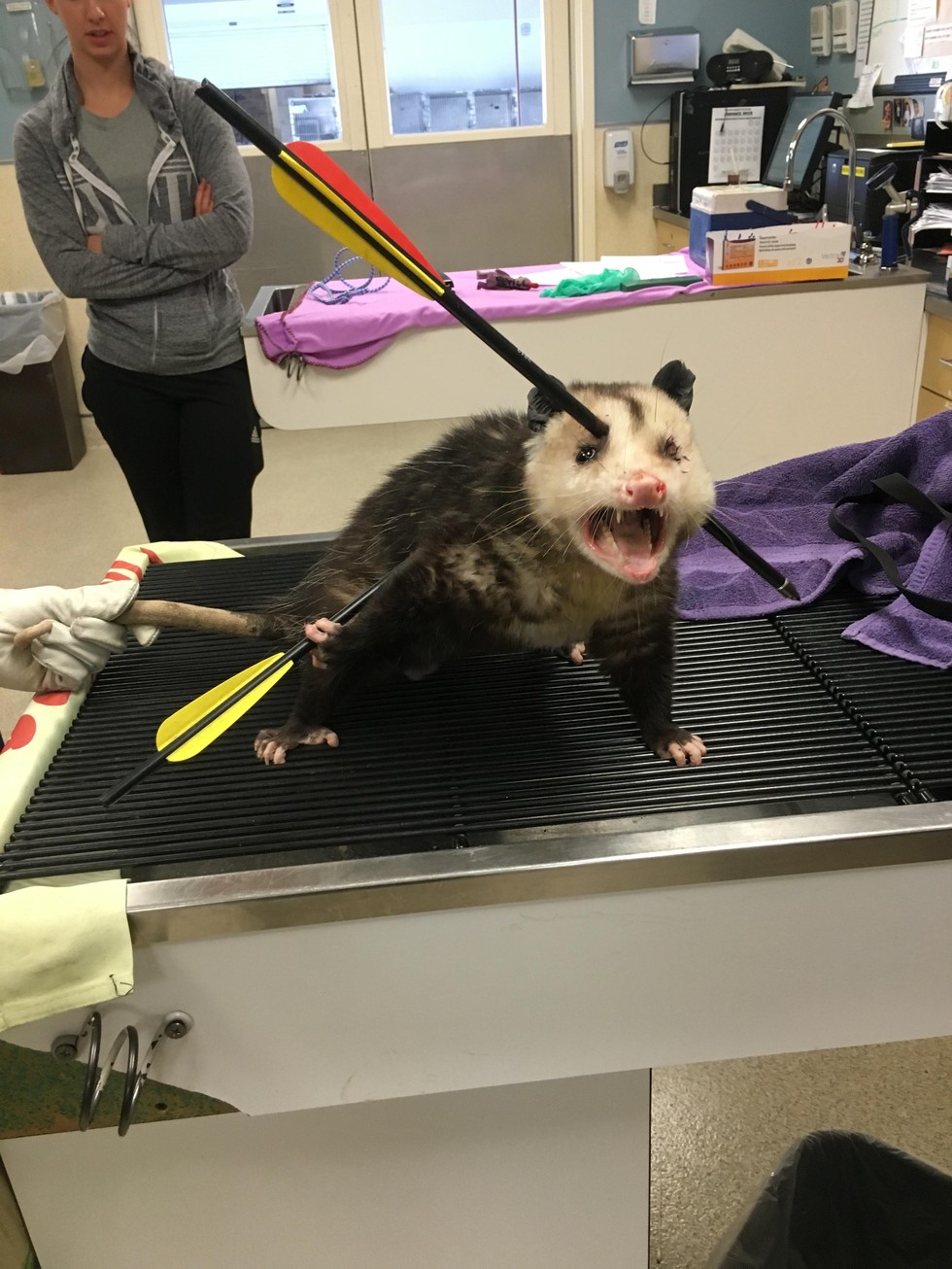An-Opossum-Shot-with-2-Arrows-Had-a-Miraculous-Recovery-1