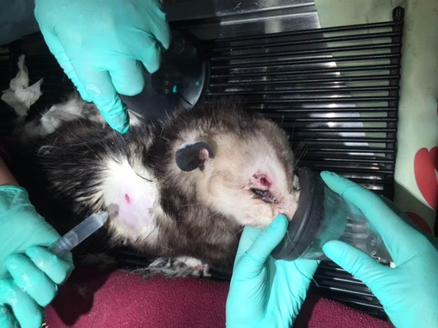 An-Opossum-Shot-with-2-Arrows-Had-a-Miraculous-Recovery-4