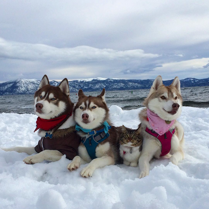 Huskies-Saved-a-Kitten-From-Dying-and-Became-Best-Friends-1