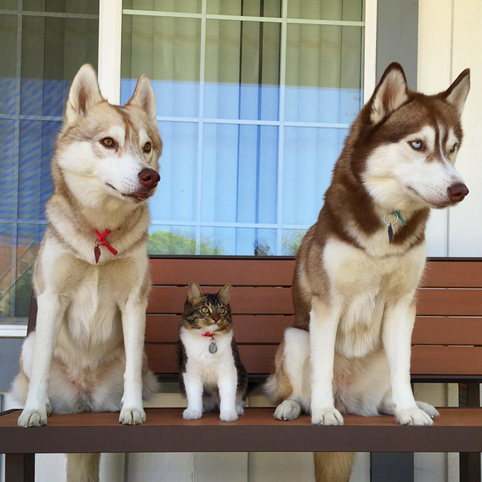 Huskies-Saved-a-Kitten-From-Dying-and-Became-Best-Friends-10