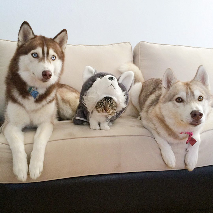 Huskies-Saved-a-Kitten-From-Dying-and-Became-Best-Friends-2