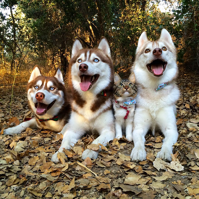 Huskies-Saved-a-Kitten-From-Dying-and-Became-Best-Friends-4