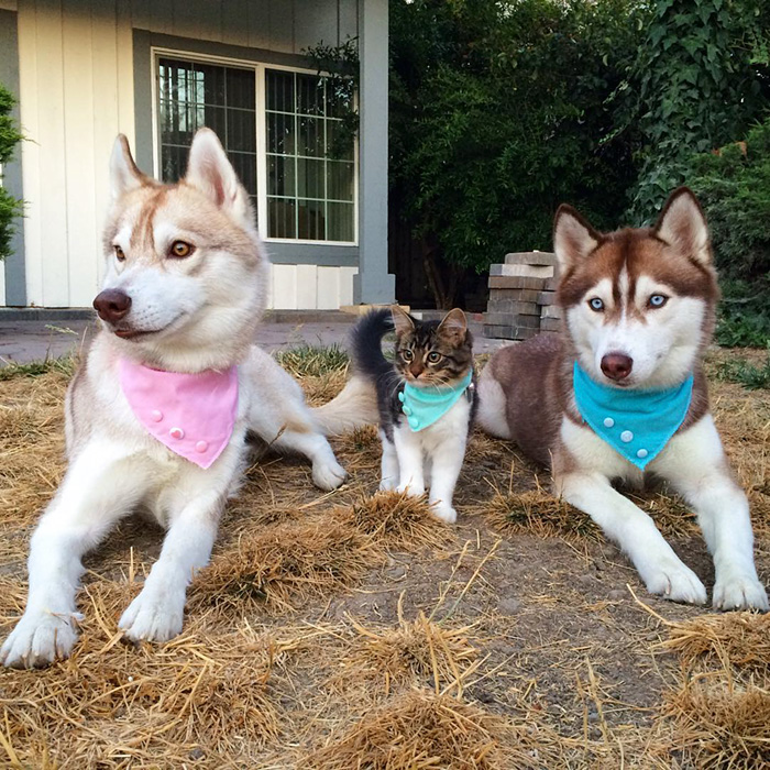Huskies-Saved-a-Kitten-From-Dying-and-Became-Best-Friends-7