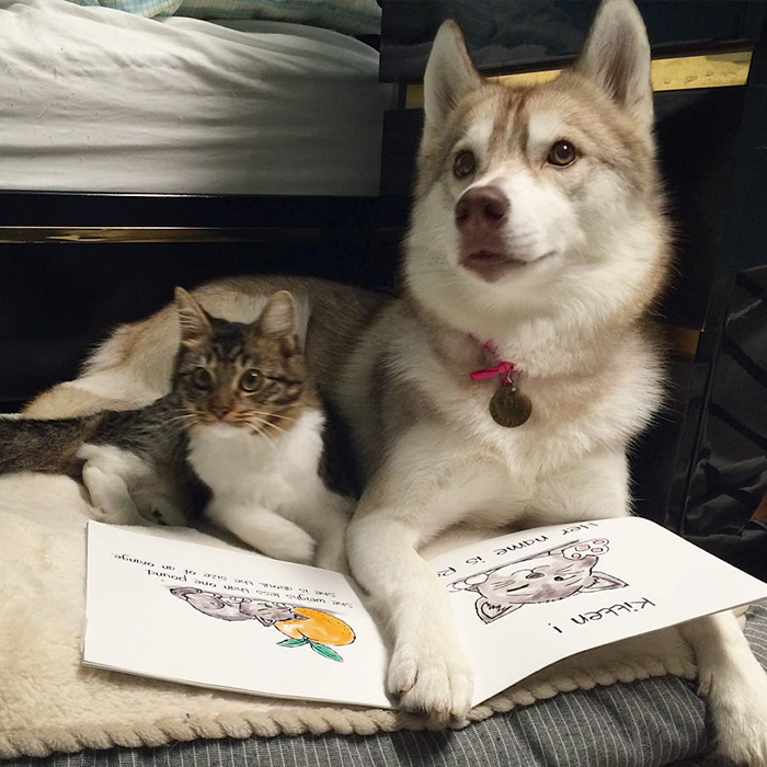 Huskies-Saved-a-Kitten-From-Dying-and-Became-Best-Friends-9