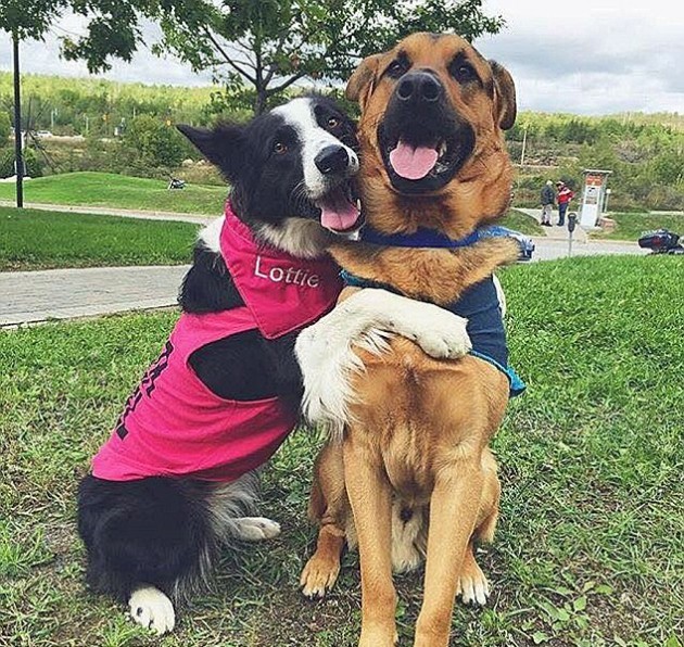 Lottie-and-Grizzly-Two-Dogs-that-Love-to-Hug-on-Every-Picture-4