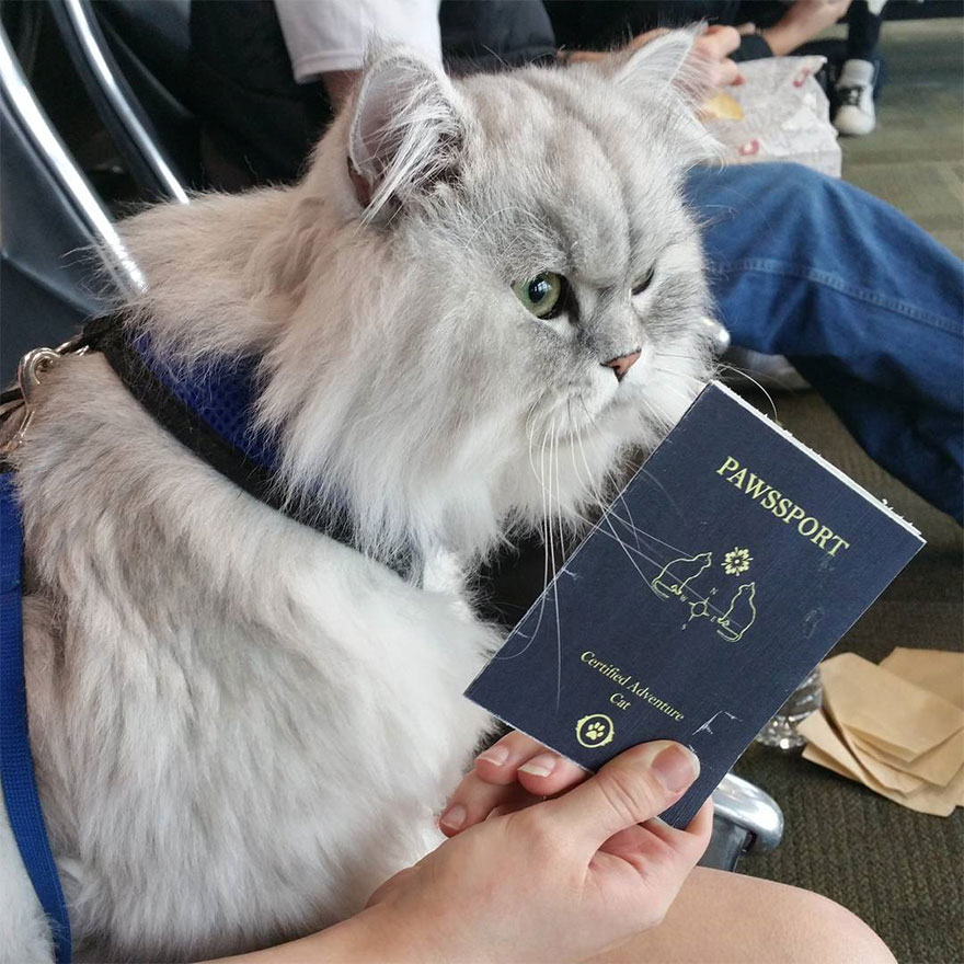 Meet-Gandalf-The-Cat-That-Loves-Travelling-the-World-11