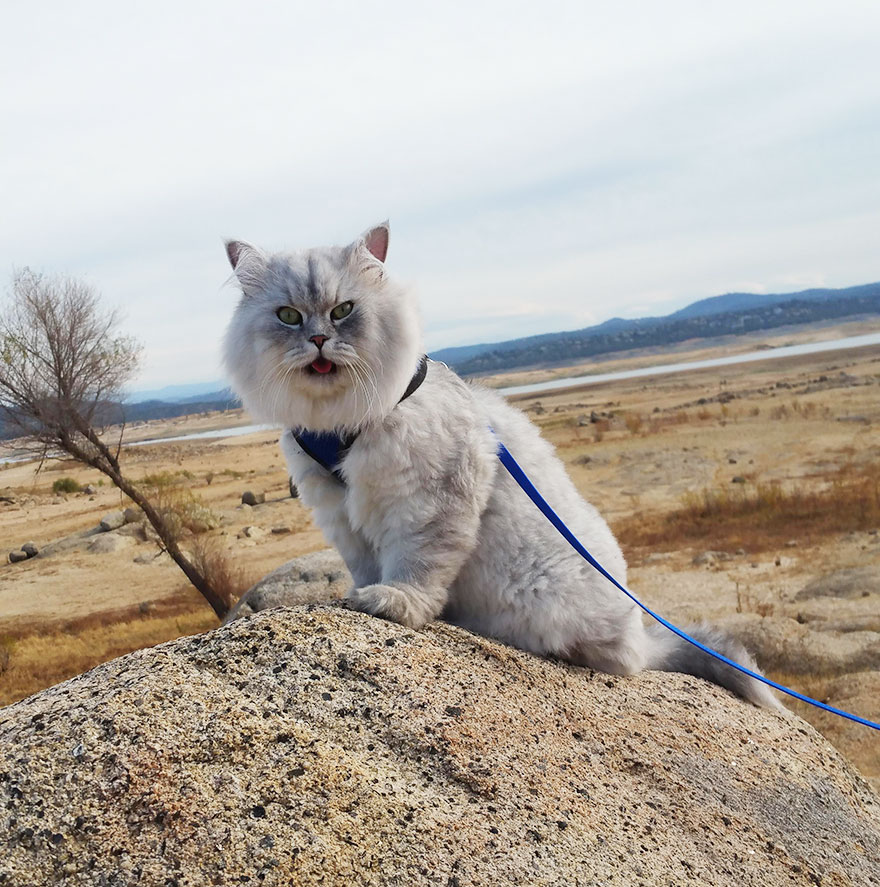 Meet-Gandalf-The-Cat-That-Loves-Travelling-the-World-2