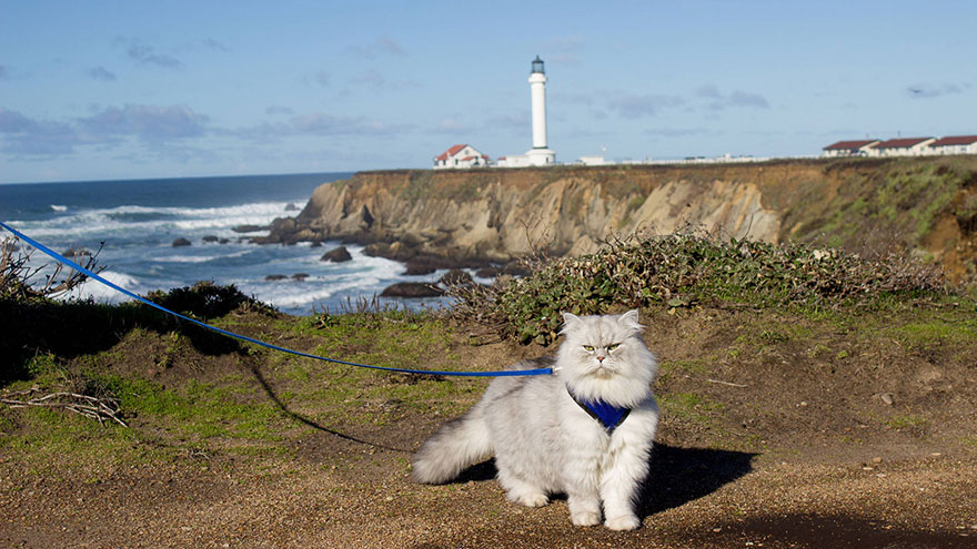 Meet-Gandalf-The-Cat-That-Loves-Travelling-the-World-3