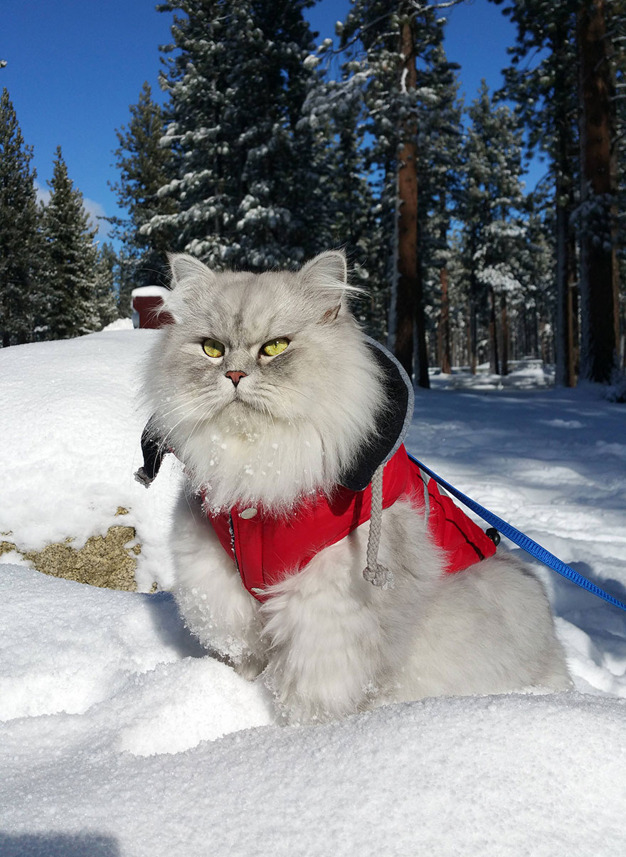 Meet-Gandalf-The-Cat-That-Loves-Travelling-the-World-5