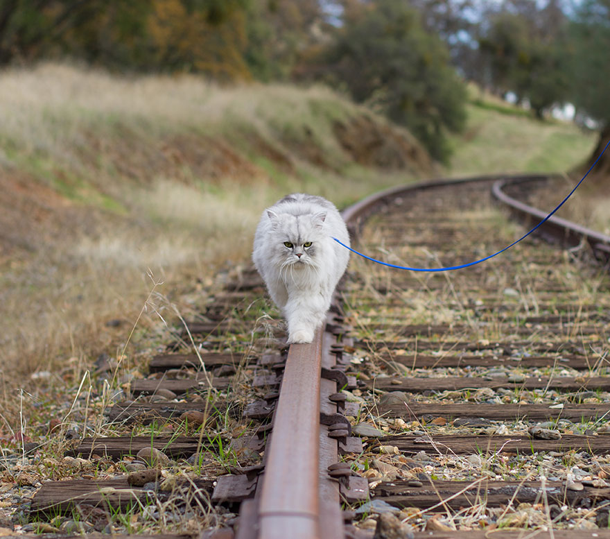 Meet-Gandalf-The-Cat-That-Loves-Travelling-the-World-6