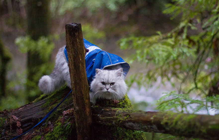 Meet-Gandalf-The-Cat-That-Loves-Travelling-the-World-7