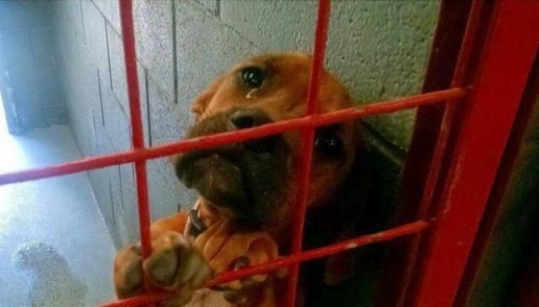Remember-the-Dog-That-Cried-in-the-Shelter-He-Finally-Found-a-Home-1