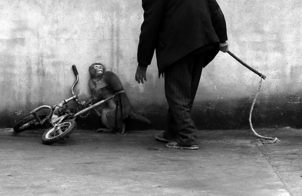 The-Award-Winning-Photo-That-Captures-a-Circus-Monkey’s-Pain-1