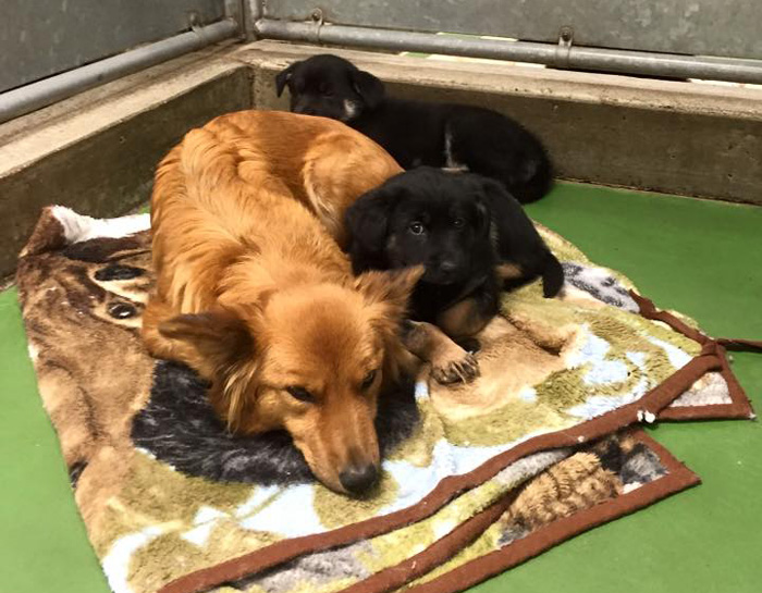 A-Dog-Breaks-Out-Of-Her-Kennel-To-Comfort-Abandoned-Crying-Puppies-4