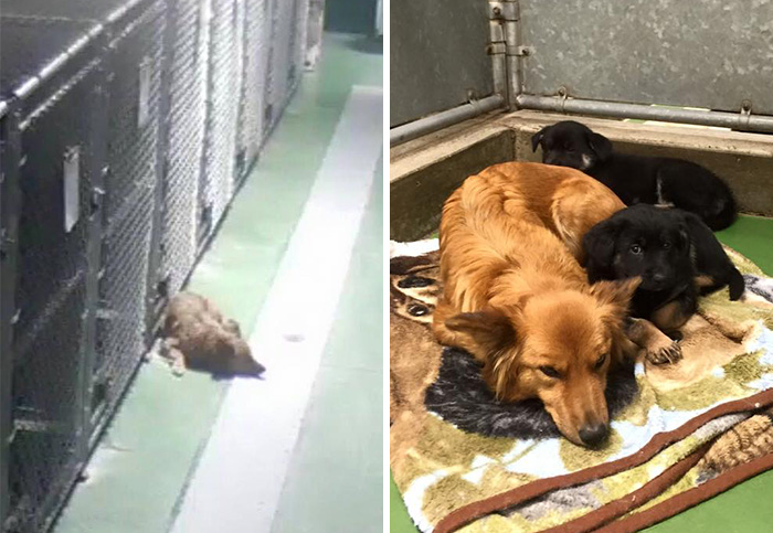 A-Dog-Breaks-Out-Of-Her-Kennel-To-Comfort-Abandoned-Crying-Puppies-5