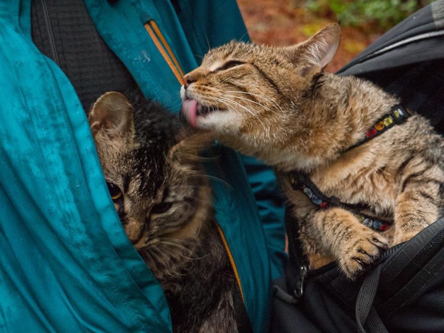 Abandoned-Kitties-Found-Their-Humans-and-Now-They-go-on-Epic-Adventures-With-Them-11