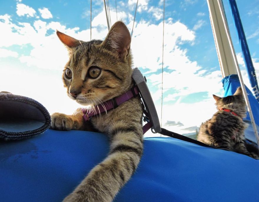 Abandoned-Kitties-Found-Their-Humans-and-Now-They-go-on-Epic-Adventures-With-Them-8