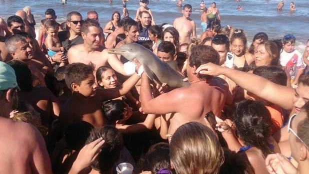 Baby-Dolphin-Died-Because-Tourists-Wanted-Selfies-With-Her-1