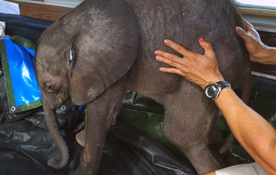 Baby-Elephant-is-Constantly-Following-Her-Rescuer-Who-Saved-Her-From-Death-1