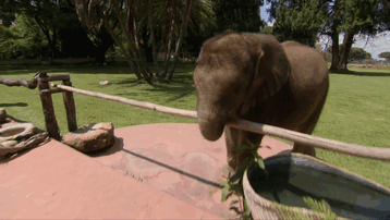 Baby-Elephant-is-Constantly-Following-Her-Rescuer-Who-Saved-Her-From-Death-7