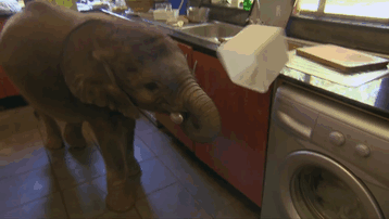 Baby-Elephant-is-Constantly-Following-Her-Rescuer-Who-Saved-Her-From-Death-8