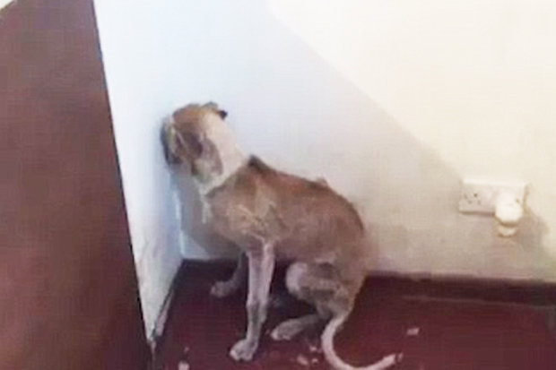 Heartbreaking-Video-Abused-Dog-Faces-Only-the-Corner-of-the-Room-1